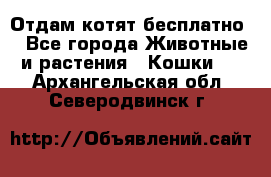 Отдам котят бесплатно  - Все города Животные и растения » Кошки   . Архангельская обл.,Северодвинск г.